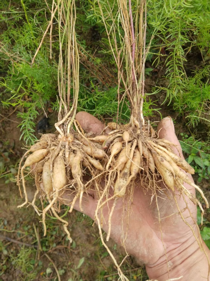 广西良种天冬直供可视频现挖高产量成活率高薯仔多有塑源基地