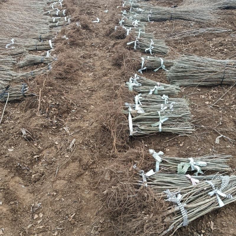 全国**的金叶榆繁育基地产地直销