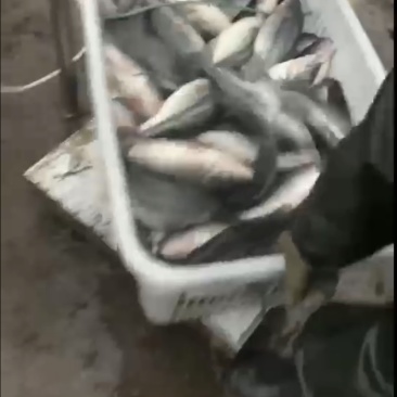 大口黑鲈
