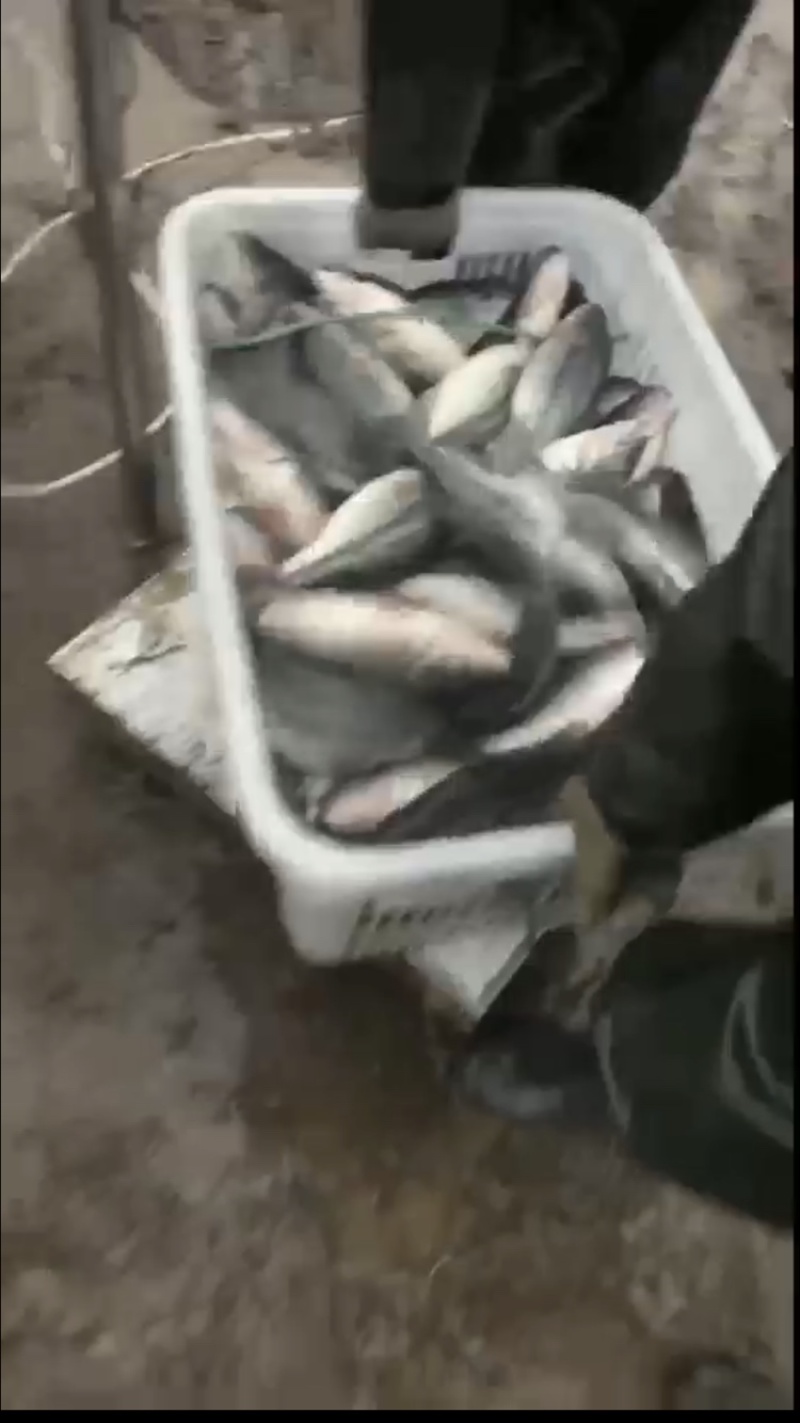 大口黑鲈