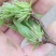 《优选》湖南永州杜仲雄花，一手货源，地头发货