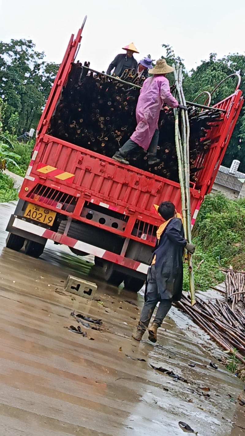 毛竹