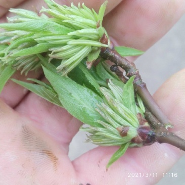 《优选》湖南永州杜仲雄花，一手货源，地头发货