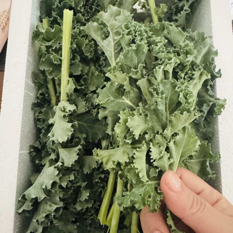雨衣甘蓝