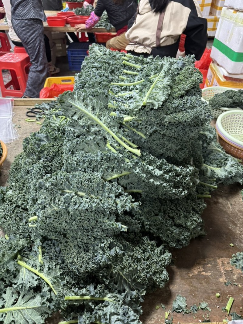 雨衣甘蓝
