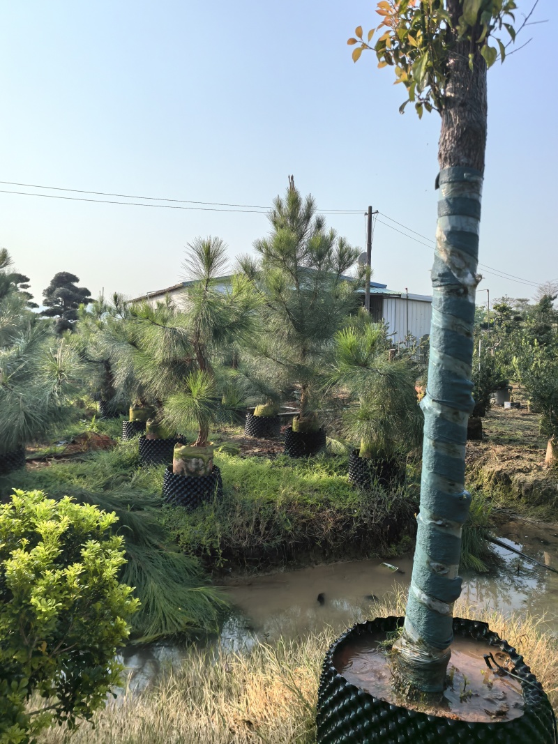 马尾松