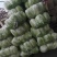 黄心白菜盐城白菜南通白菜东台白菜产地种植
