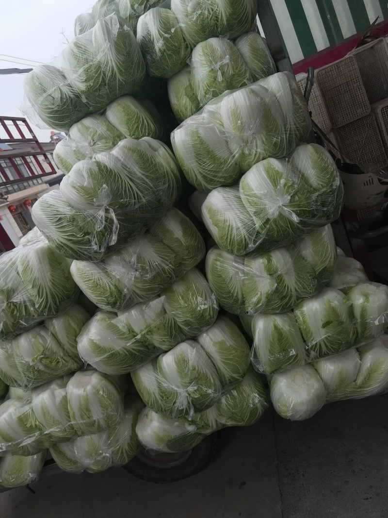 黄心白菜盐城白菜南通白菜东台白菜产地种植