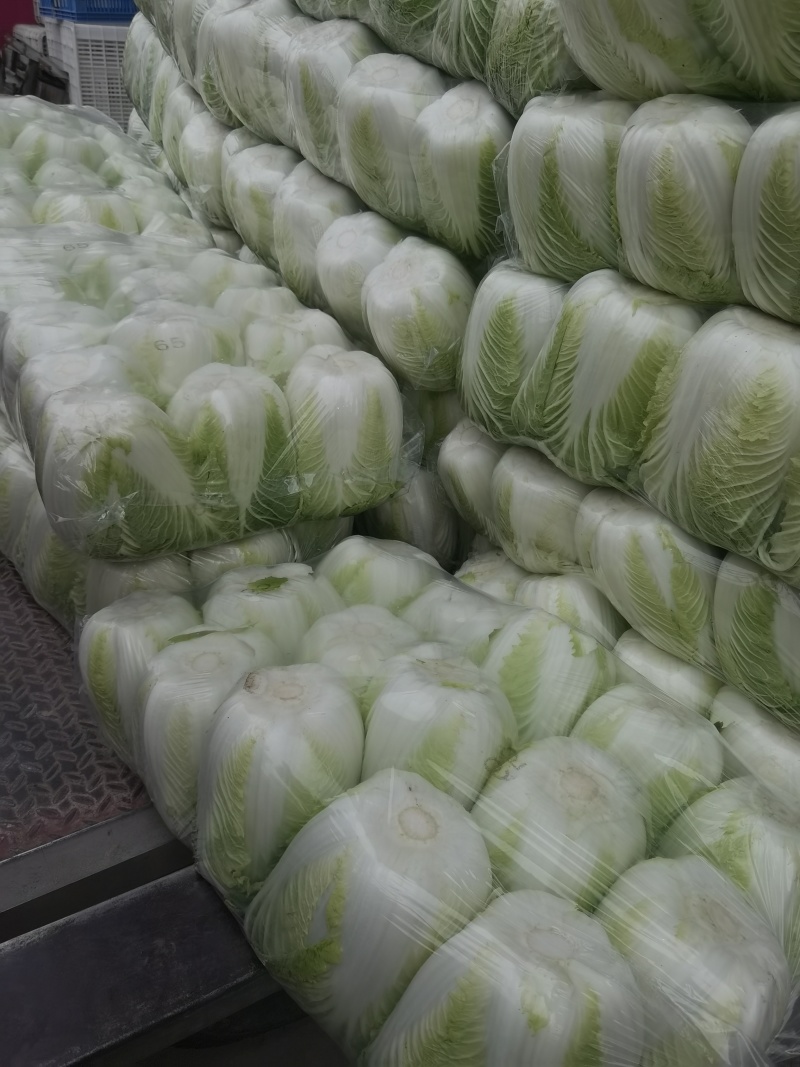 黄心白菜盐城白菜南通白菜东台白菜产地种植