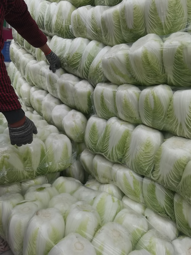 黄心白菜盐城白菜南通白菜东台白菜产地种植