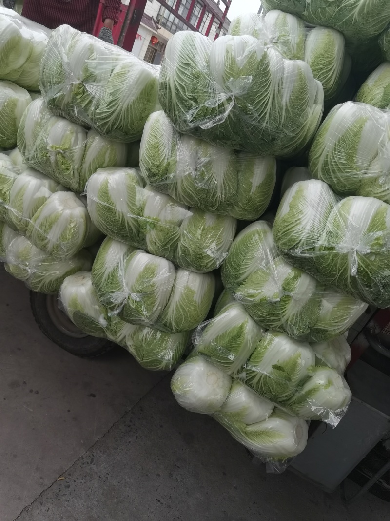 黄心白菜盐城白菜南通白菜东台白菜产地种植