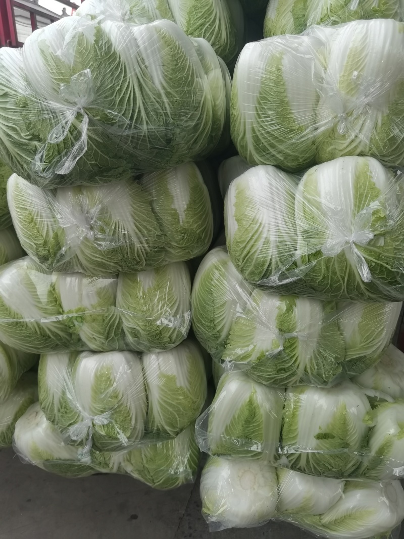 黄心白菜盐城白菜南通白菜东台白菜产地种植