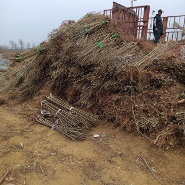 全国**的金叶榆繁育基地金叶榆产地直销