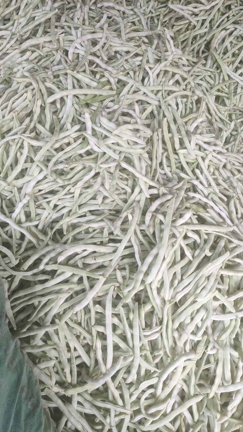 山东白云豆