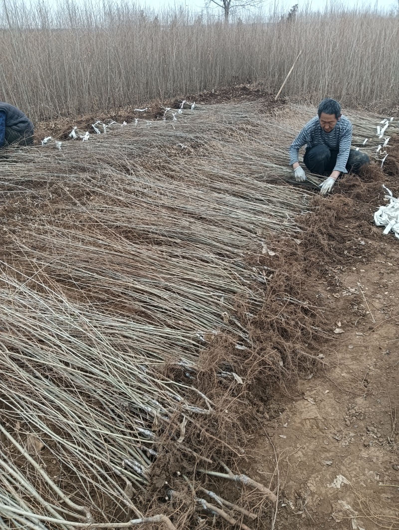 全国**的金叶榆繁育基地金叶榆产地直销