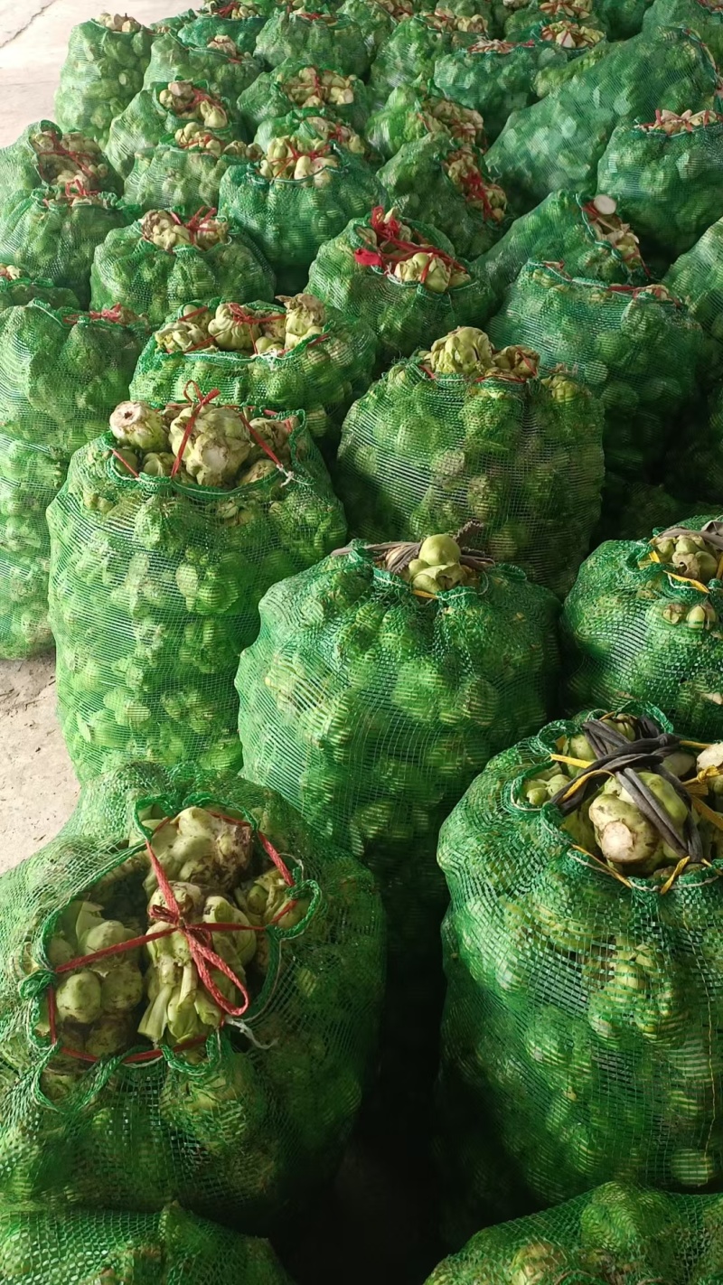 榨菜大量供工厂