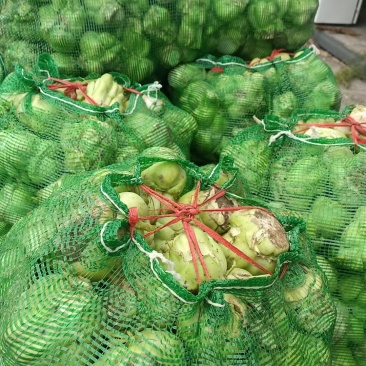 榨菜大量供工厂