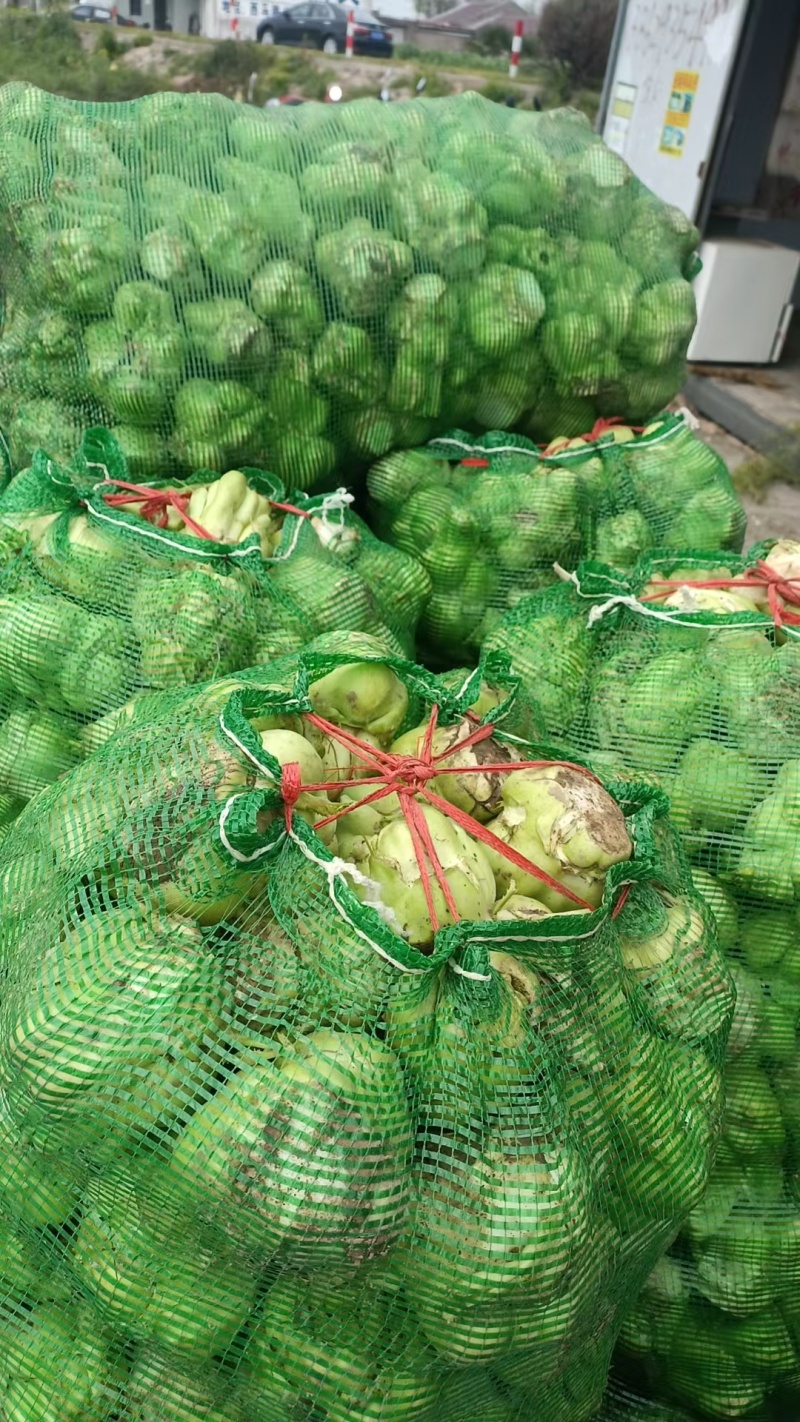 榨菜大量供工厂
