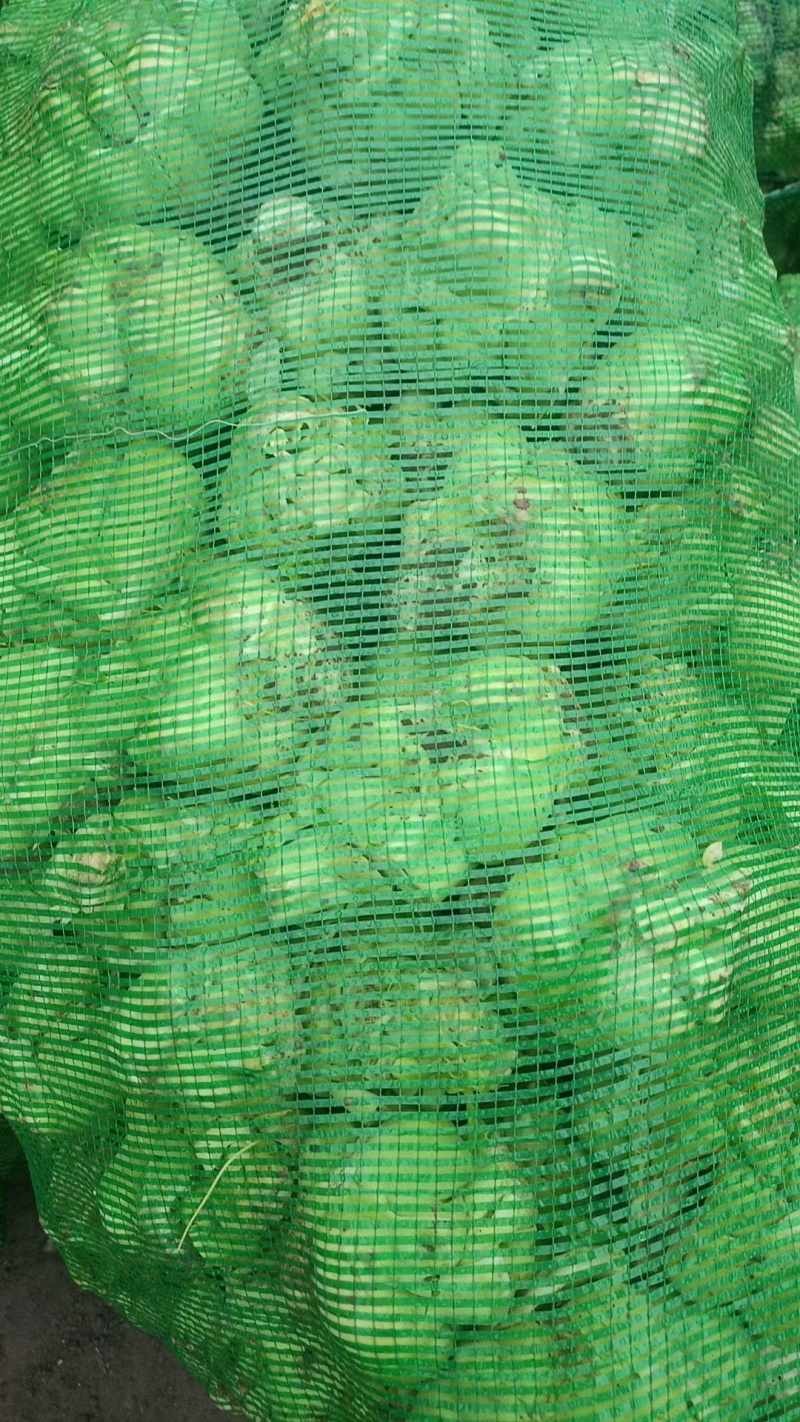 榨菜大量供工厂