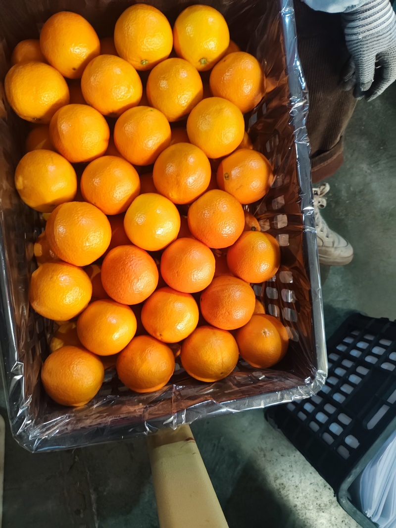 沃柑湖北伦晚脐橙口感脆甜品质保证