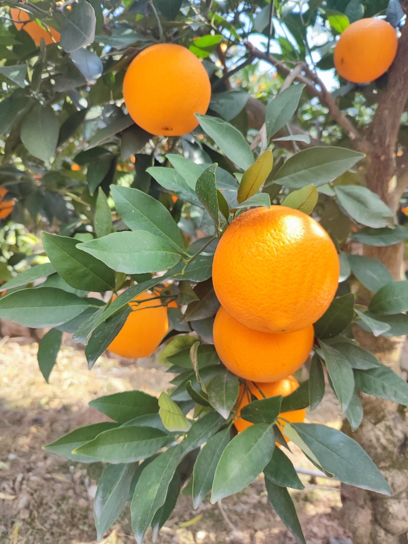 沃柑湖北伦晚脐橙口感脆甜品质保证
