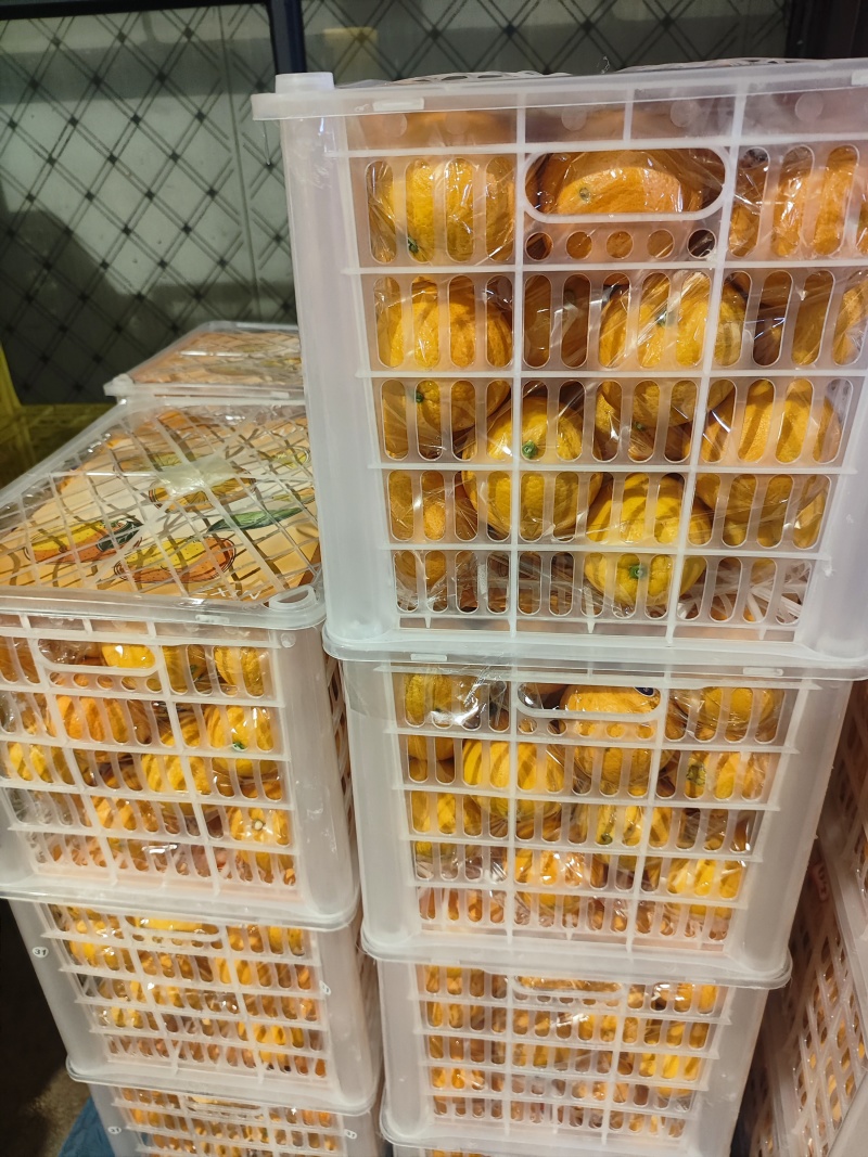 沃柑湖北伦晚脐橙口感脆甜品质保证