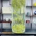 西湖龙井43龙井茶新茶大佛龙井