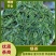 绿茶大量上市，品种多规格齐全，物优价美，欢迎品鉴