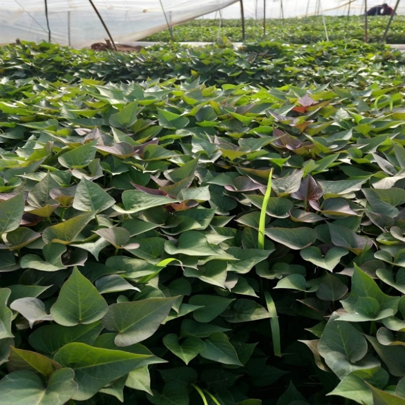 蜜薯板栗薯商薯19地瓜秧红薯苗山芋秧苗