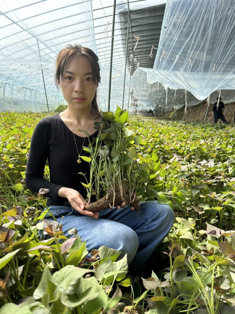 蜜薯板栗薯商薯19地瓜秧红薯苗山芋秧苗