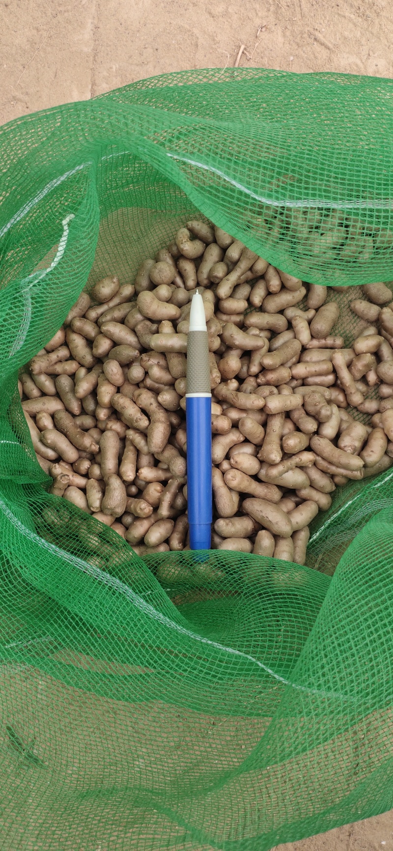 推荐麻山药豆量大价优运输便利品质保障长期供货欢迎联系