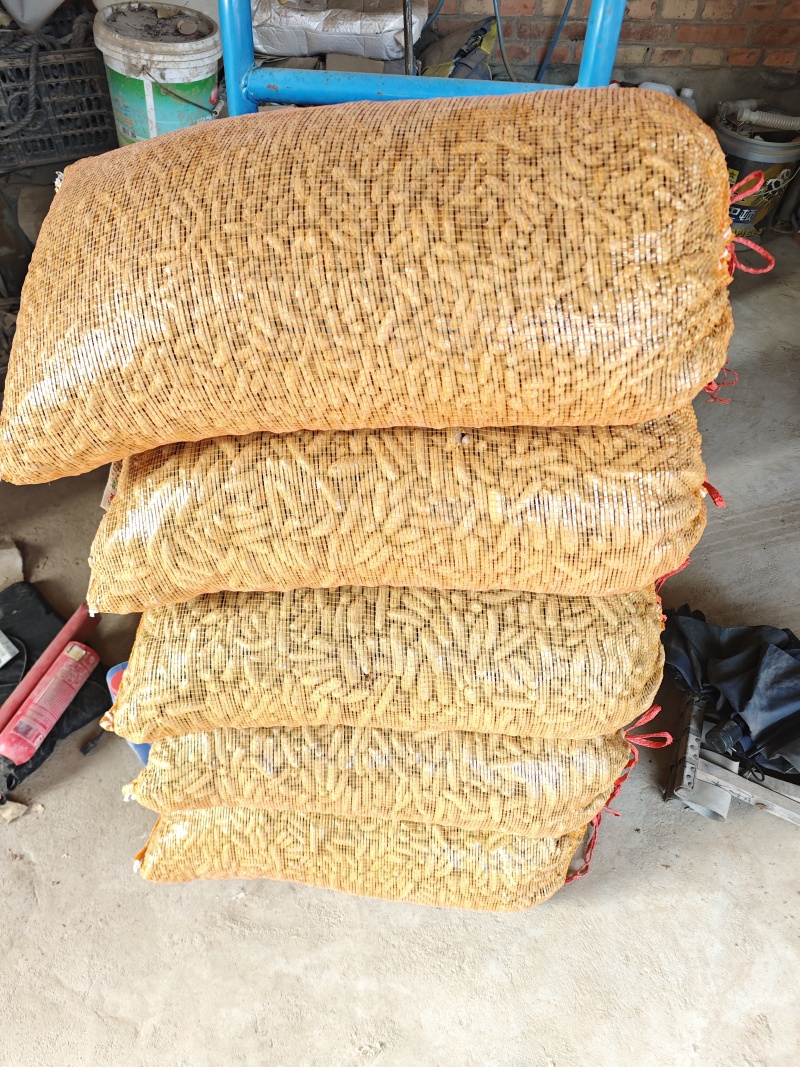 推荐麻山药豆量大价优运输便利品质保障长期供货欢迎联系