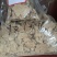 优质豆饼，寻找大小养殖场，经销商，全国各地都发货