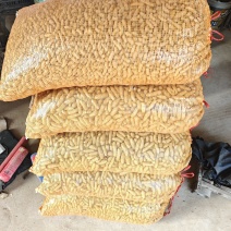 推荐麻山药豆量大价优运输便利品质保障长期供货欢迎联系