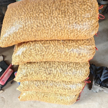 推荐麻山药豆量大价优运输便利品质保障长期供货欢迎联系