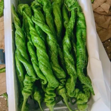 螺丝椒大量有货产地直发保质保量可视频看货