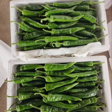 辣妹子鲜辣椒精品上市大量有货产地直发对接商超