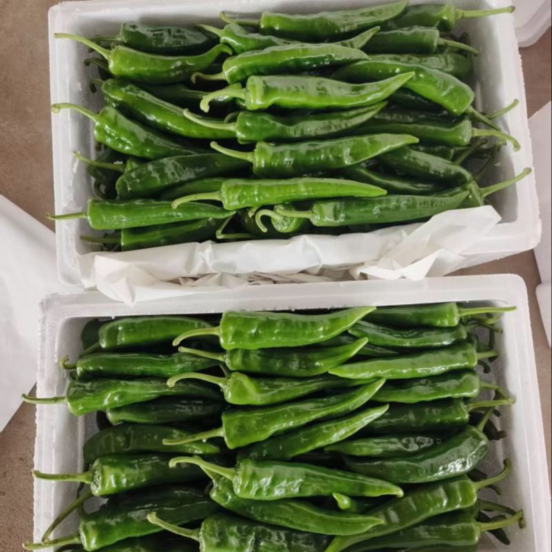 辣妹子鲜辣椒精品上市大量有货产地直发对接商超
