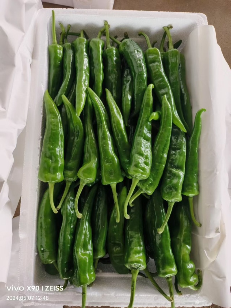 辣妹子鲜辣椒精品上市大量有货产地直发对接商超