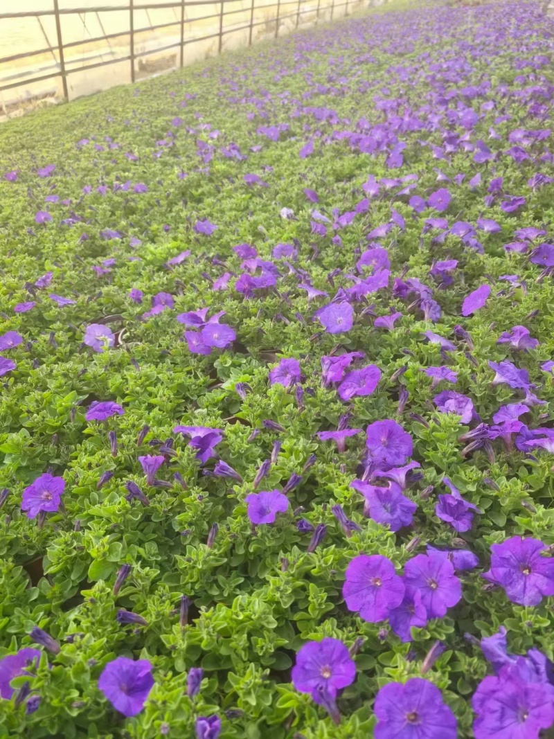 矮牵牛120杯四色，基地有量，欢迎来订购。