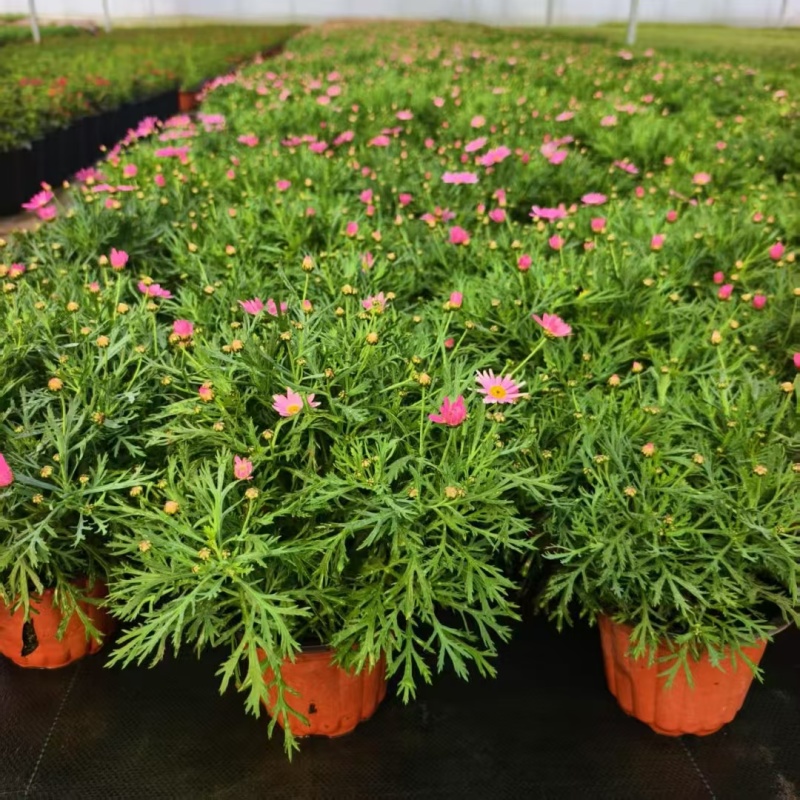 观花植物玛格丽特180杯，基地有量，欢迎订购。