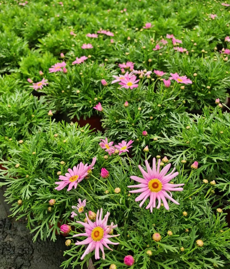 观花植物玛格丽特180杯，基地有量，欢迎订购。