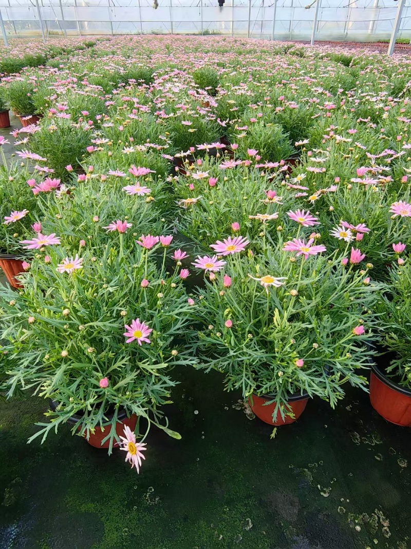 观花植物玛格丽特180杯，基地有量，欢迎订购。