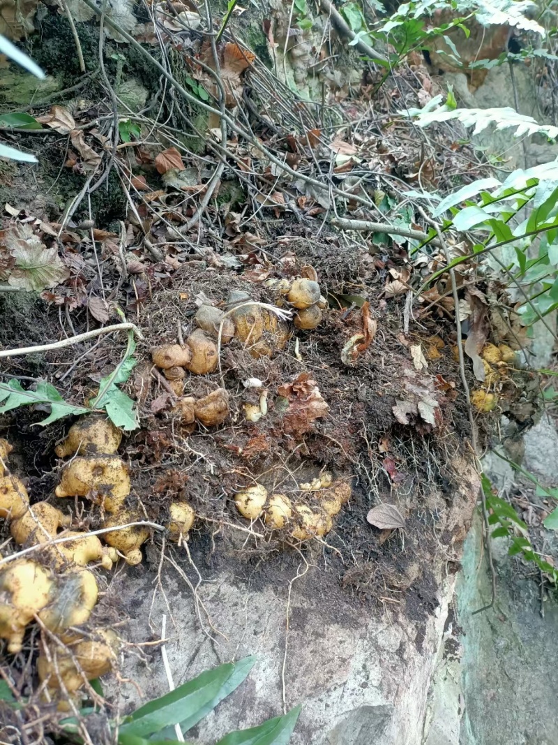 黄精