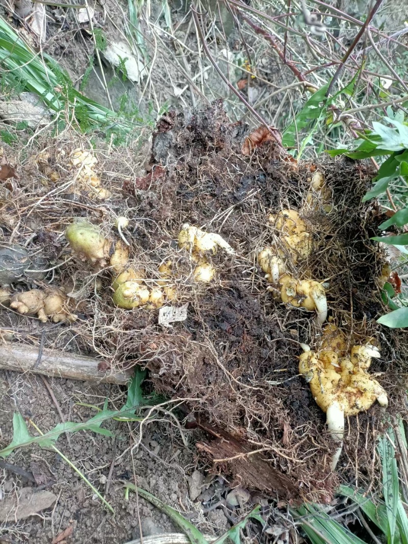 黄精