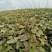 商薯19红薯苗河南基地直供货源充足成活率高欢迎订购