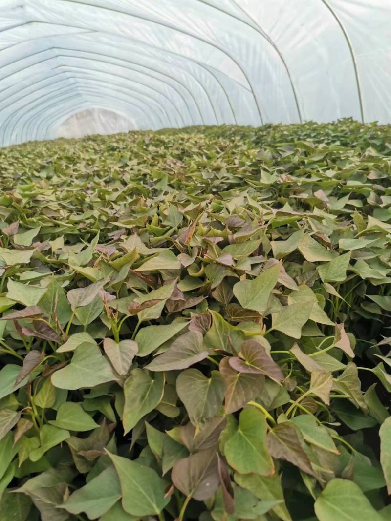 商薯19红薯苗河南基地直供货源充足成活率高欢迎订购