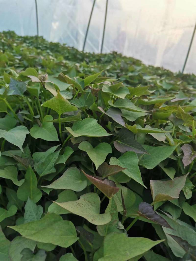 商薯19红薯苗河南基地直供货源充足成活率高欢迎订购