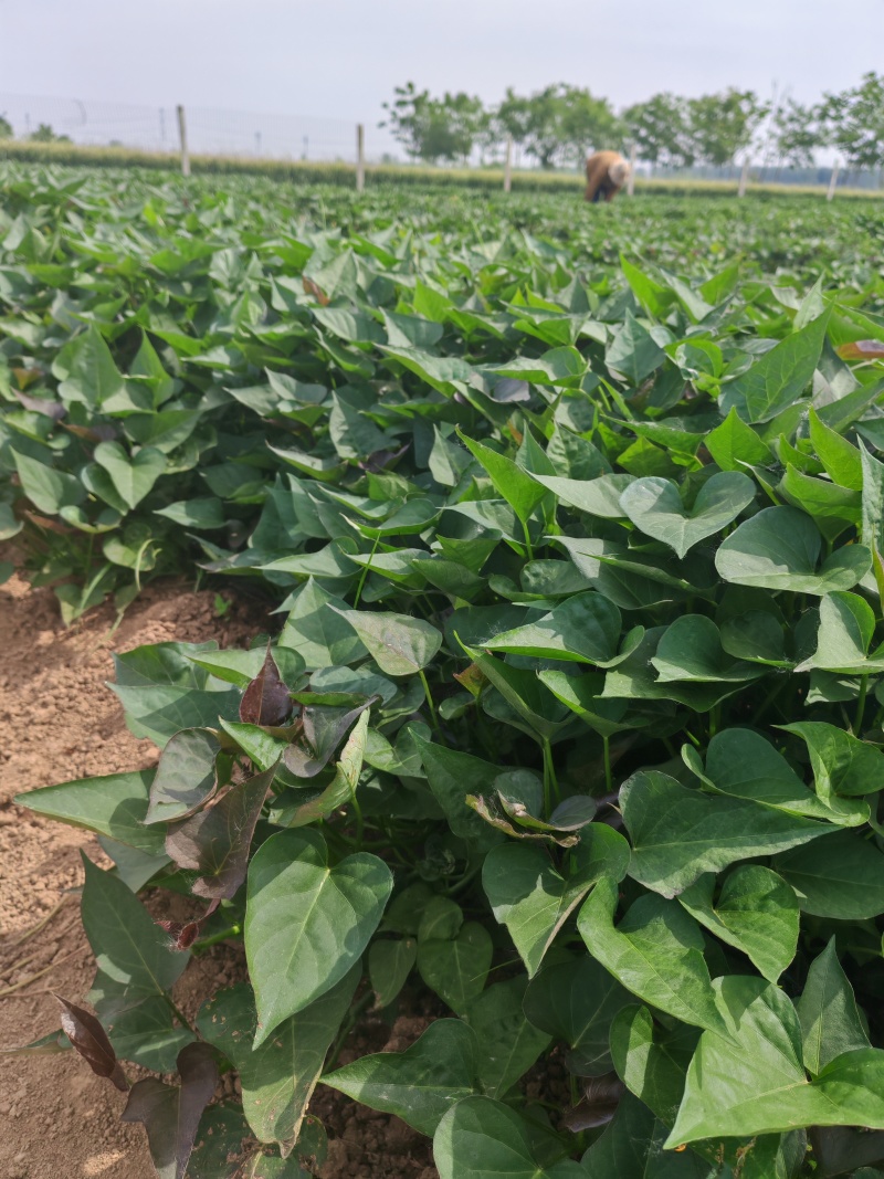 商薯19红薯苗河南基地直供货源充足成活率高欢迎订购