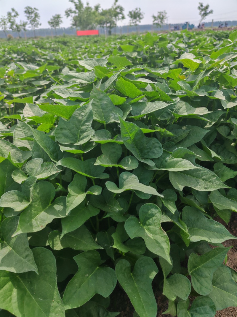 商薯19红薯苗河南基地直供货源充足成活率高欢迎订购